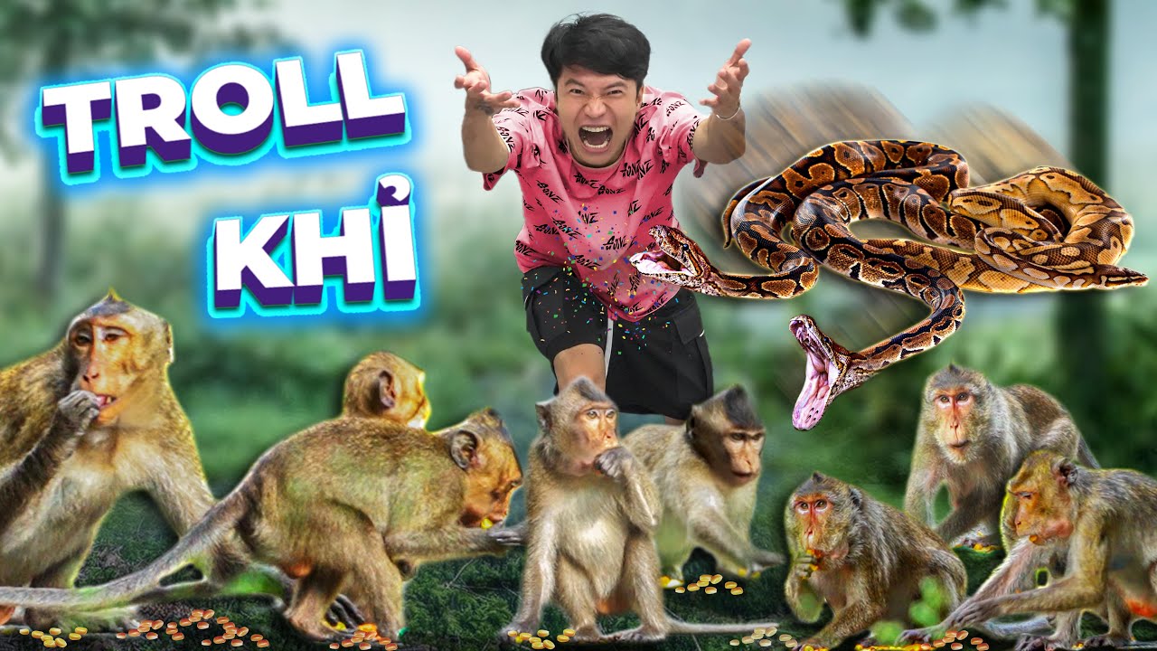 𝐓𝐨𝐧𝐲 | Troll Khỉ Hoang Trong Rừng 🐵 𝐌𝐨𝐧𝐤𝐞𝐲 𝐓𝐫𝐨𝐥𝐥