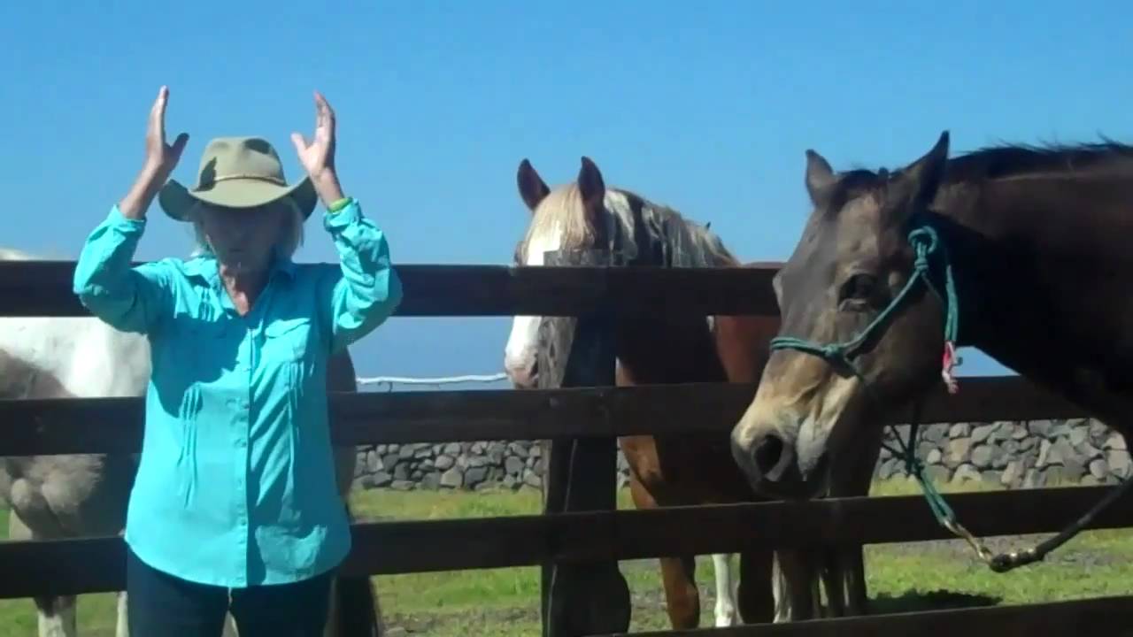 Anna Twinney gets: Up close + personal with Linda Tellington