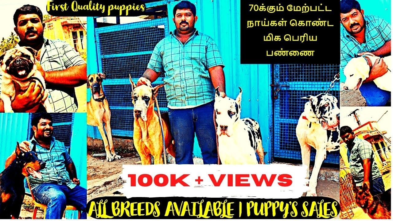 Dog farm | Attur Pets Farm | Vera level Quality Puppies Sales| its all about 🐕|EP 53