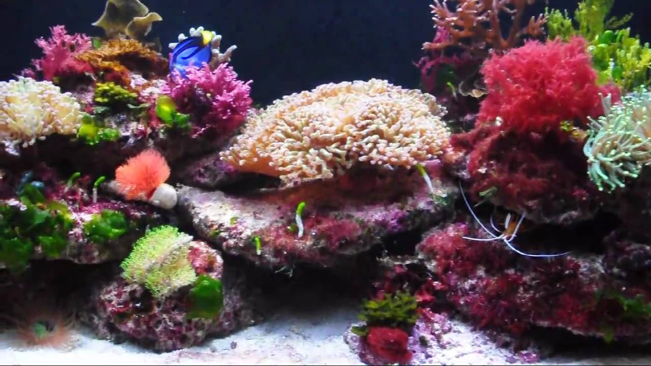 Akwarium morskie 200 l Nano rafa  Aquarium reef