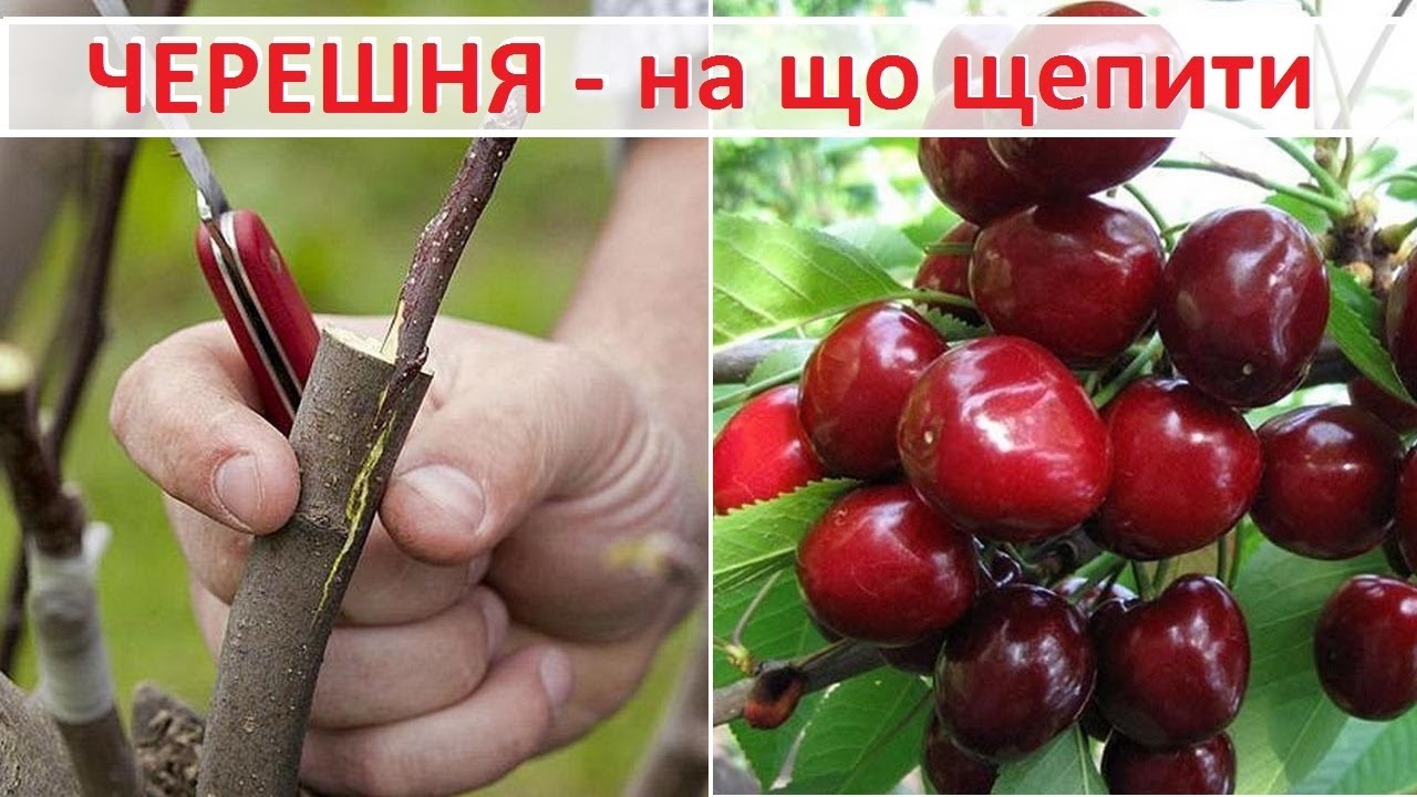 Черешня - на що щепити. Варіанти підщеп для черешні: лісова черешня, вишня антипка та ВСЛ-2