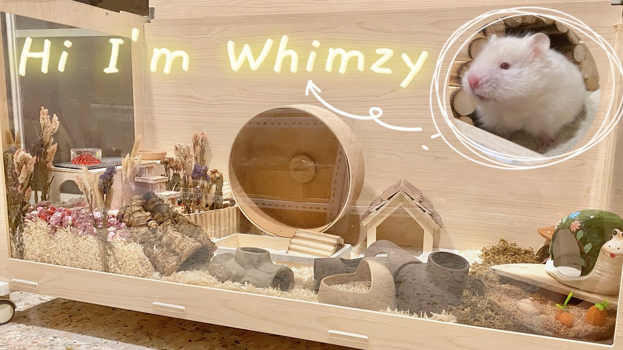仓鼠笼造景 | Whimzy的笼子布置❶ | 18/04/2023 | 有新宝宝入住啦🐹 简单布置一番 \ Set up a Simple Enclosure for My New Hamster✨
