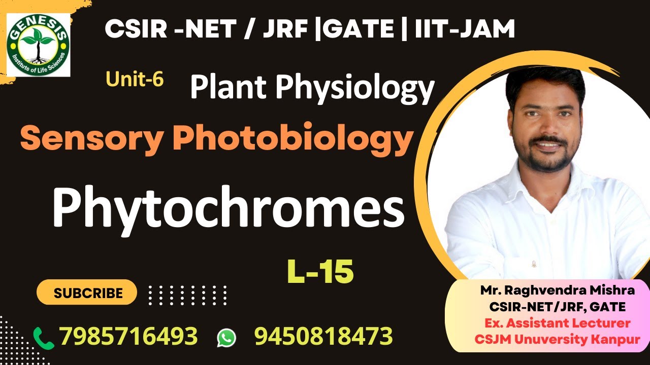 Phytochromes | Sensory Photobiology | Plant Physiology 