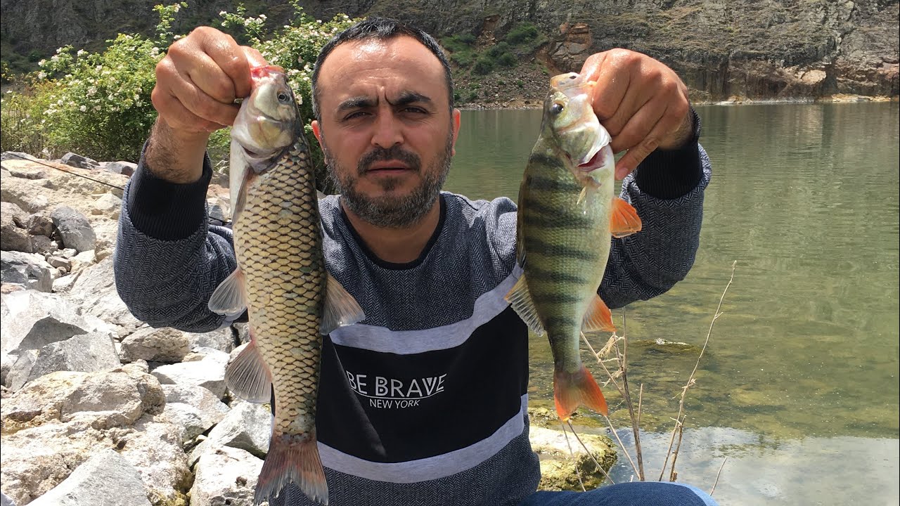 ÇAMLIDERE BARAJI BALIK AVI (PERCH HUNTİNG)