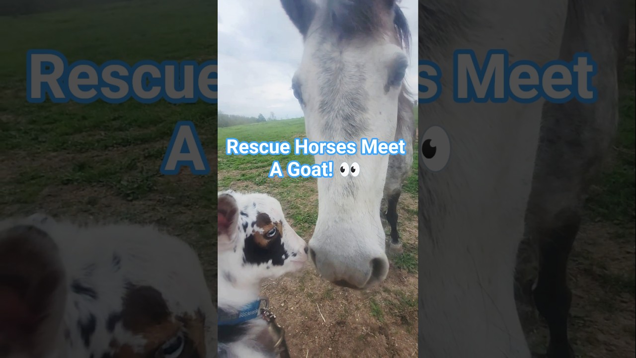 Спасённые лошади знакомятся с козой🐎🐐