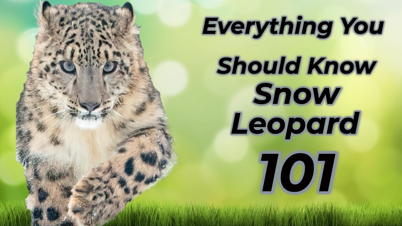 Snow Leopard 101: Everything you should know!