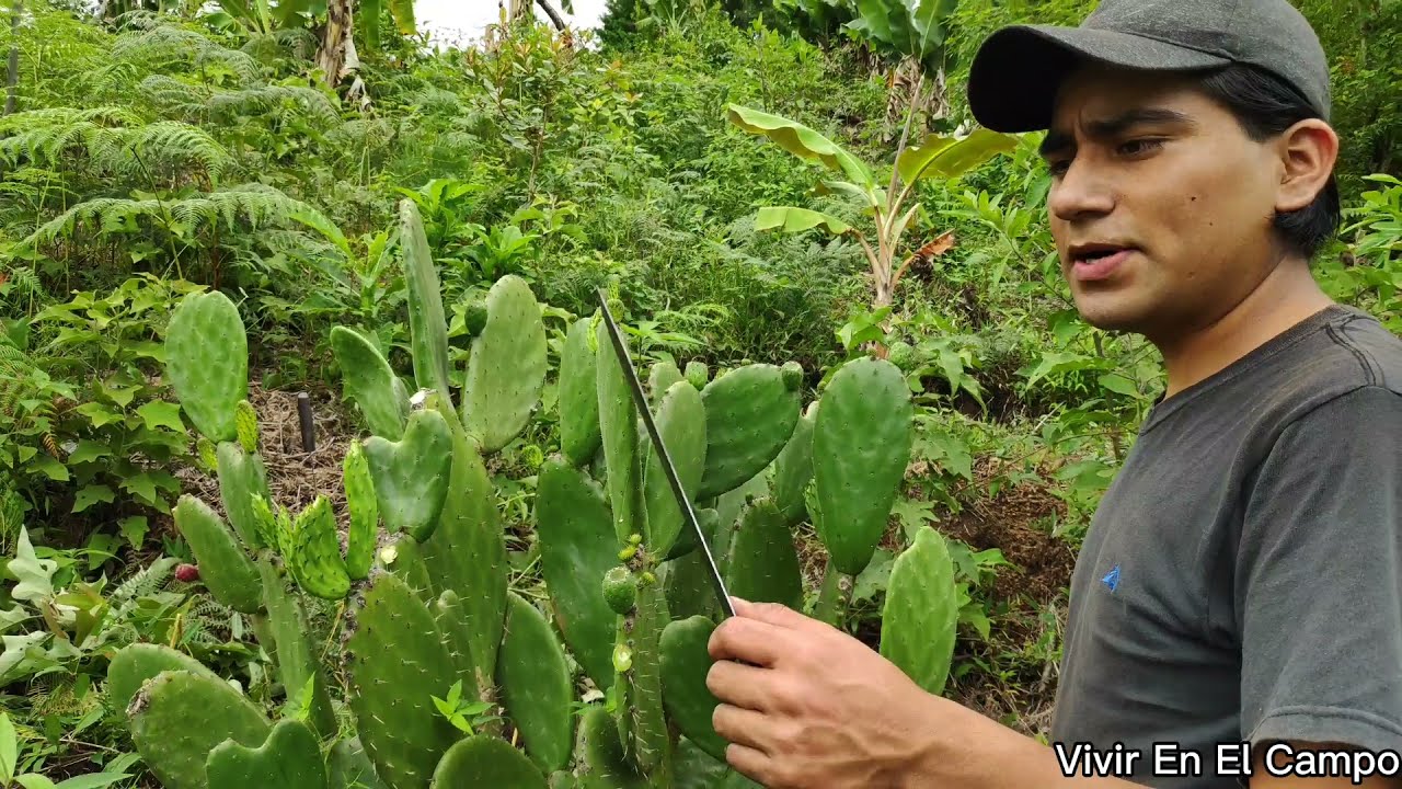 A PODAR NOPAL Y LES PLATICO USOS POCOS CONOCIDOS DE ESTA PLANTA. Vivir en el campo.