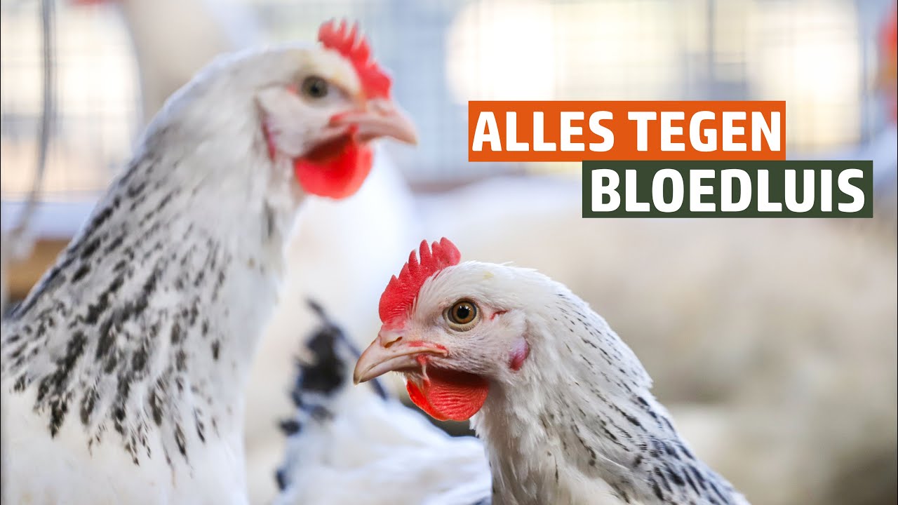 Kippenluis bestrijden - Wat te doen tegen bloedluizen bij kippen?