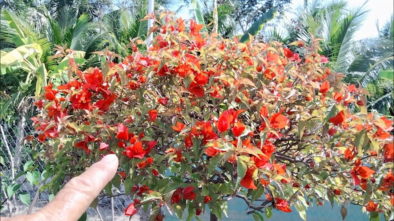 Bón phân thúc nụ thúc hoa giấy tết cây lên hoa đẹp 