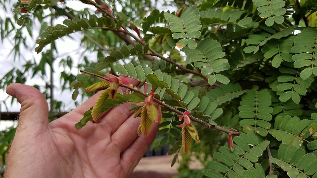 Growing a Tamarind tree in Phoenix AZ