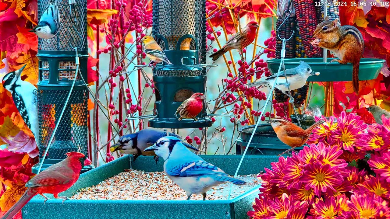 🔴LIVE Cottage Garden Bird Feeder: Cardinals, Juncos, Snow Birds, Chipmunks, Cozy Fall Autumn Colors