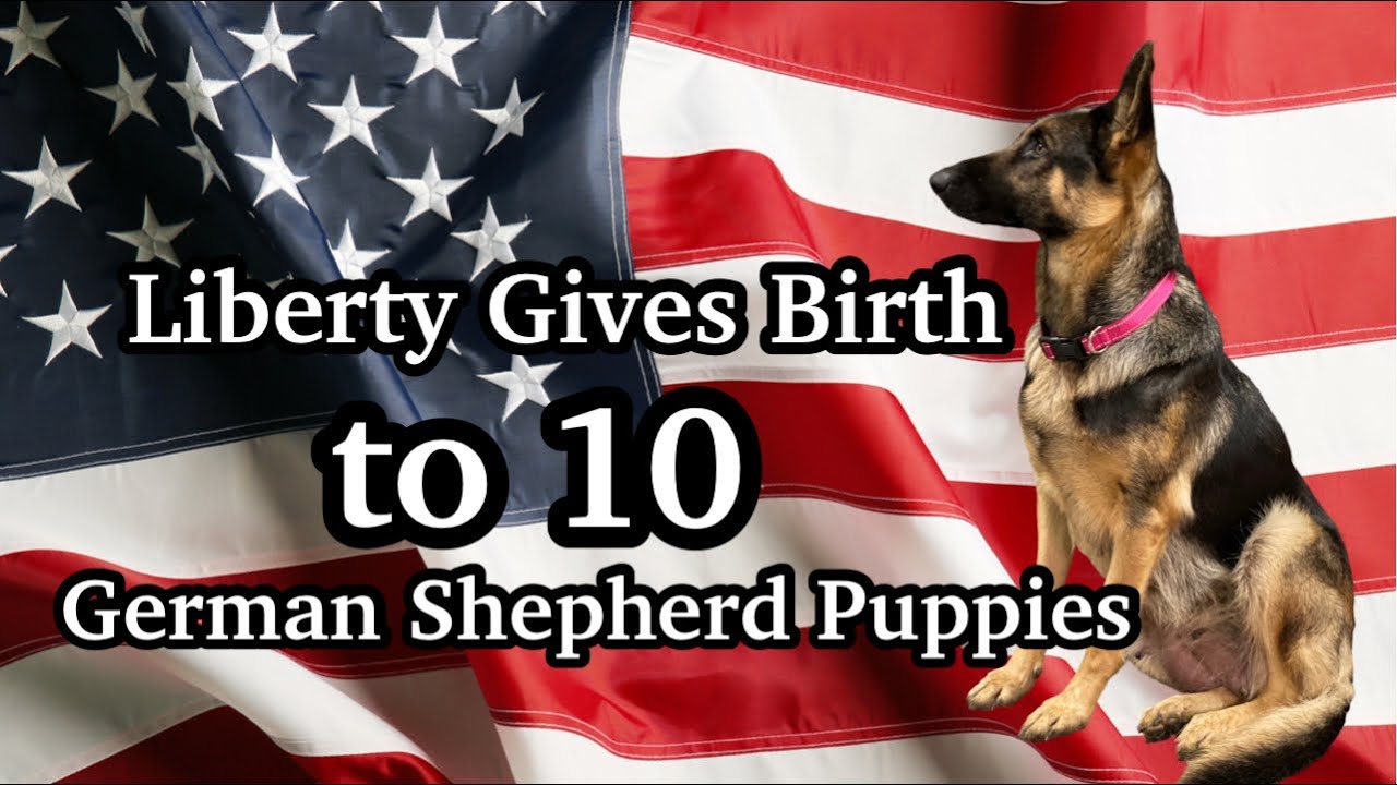 German Shepherd Gives Birth to 10 Puppies | Liberty’s First Litter