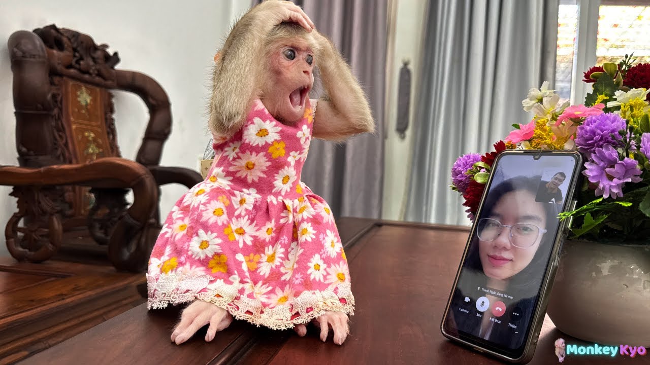 Dad's phone keeps ringing – Monkey Kyo reacts very smartly!