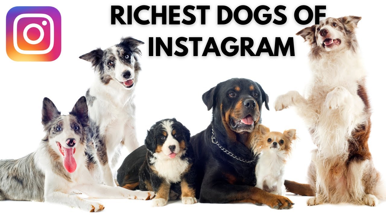 Top 10 Richest DOGS Of INSTAGRAM | Reagan Doodle, Daisy The Underbite...