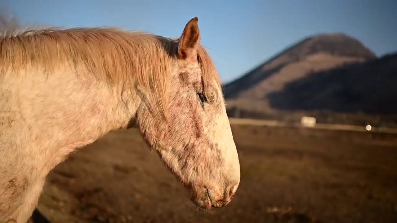 The Herd at Sunset | A Winter Western Moment with Horses