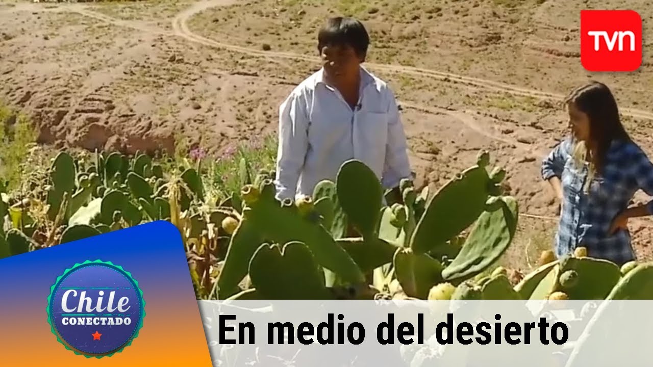 Agricultura en medio del desierto | Chile conectado | Buenos días a todos