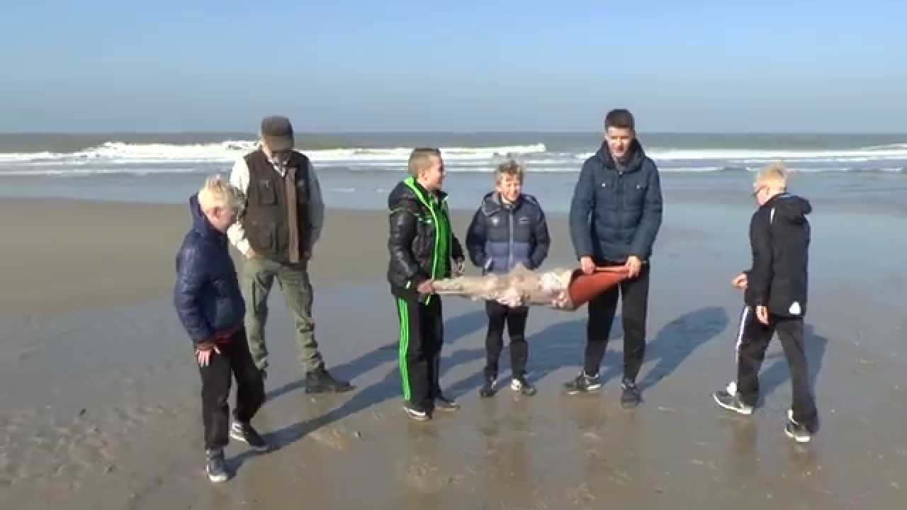 Grote Schelp op strand Callantsoog (Mega Strandvondst)