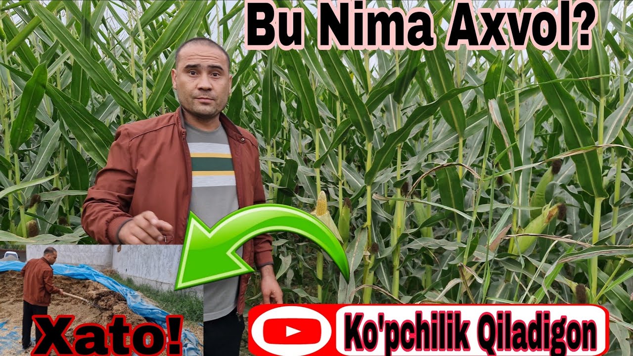Silyosni 🌽Qaysi bir Foydalik Boxorgi🌞 Yoki Kuzgi🔥  Va qaday bosish kerak Foydalik Vidyo rolik 👍