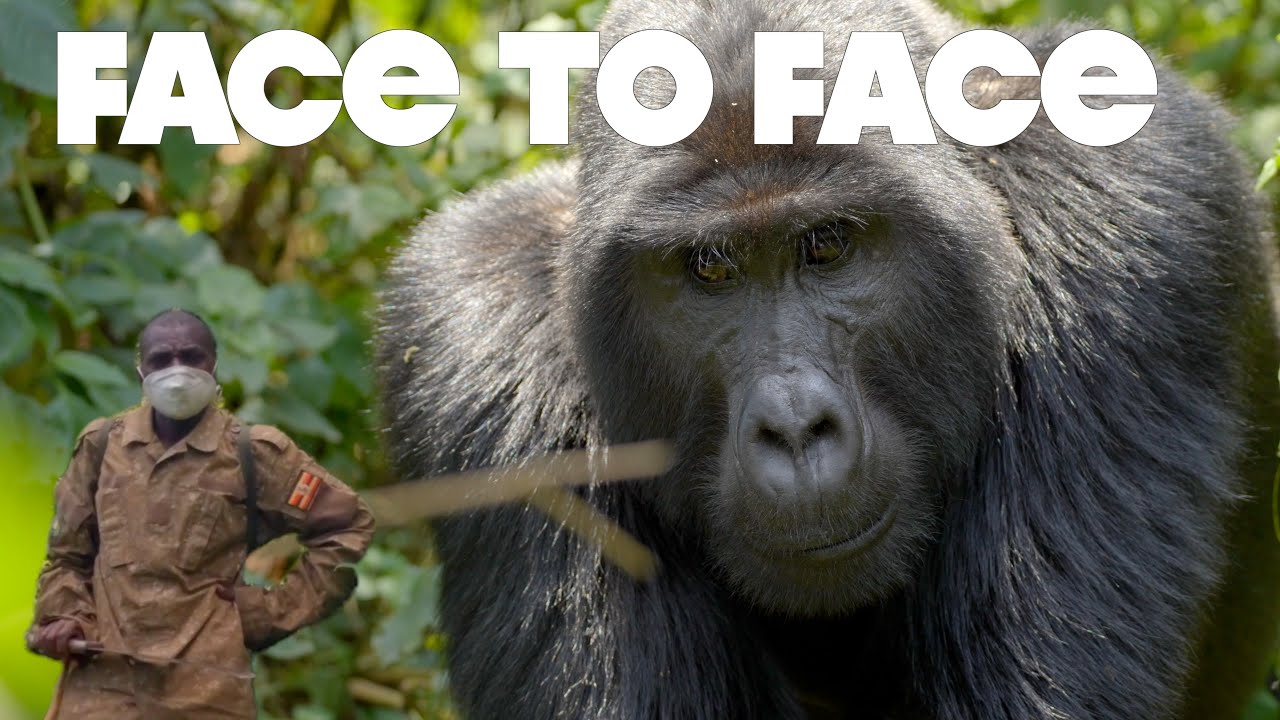 Bwindi National Park -  Gorilla trekking - Uganda