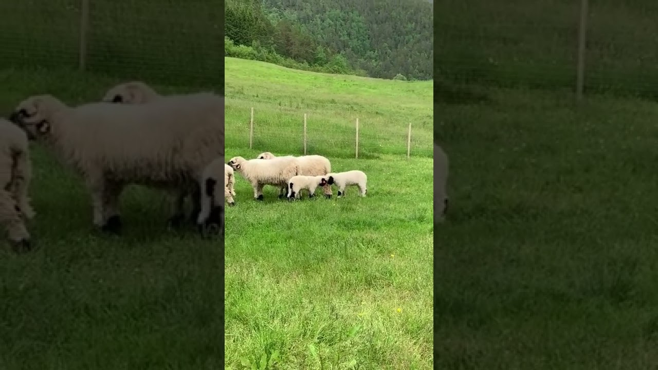 tiktok fjordgarden