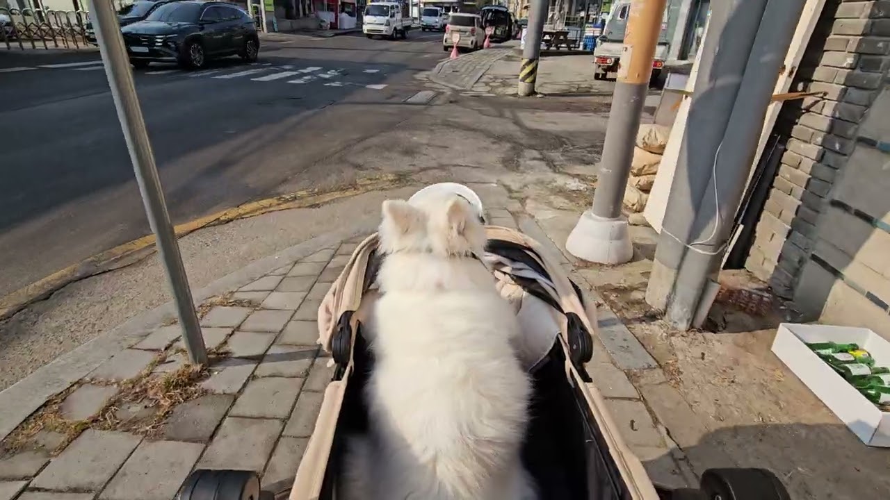 강아지 운동장 가는 길이에요