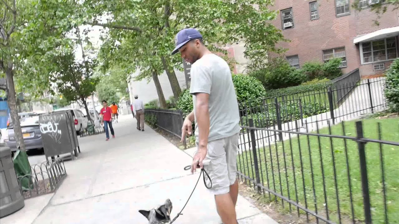 Blue Heeler with Severe Dog Aggression - Dog Rehabilitiation - DCTK9