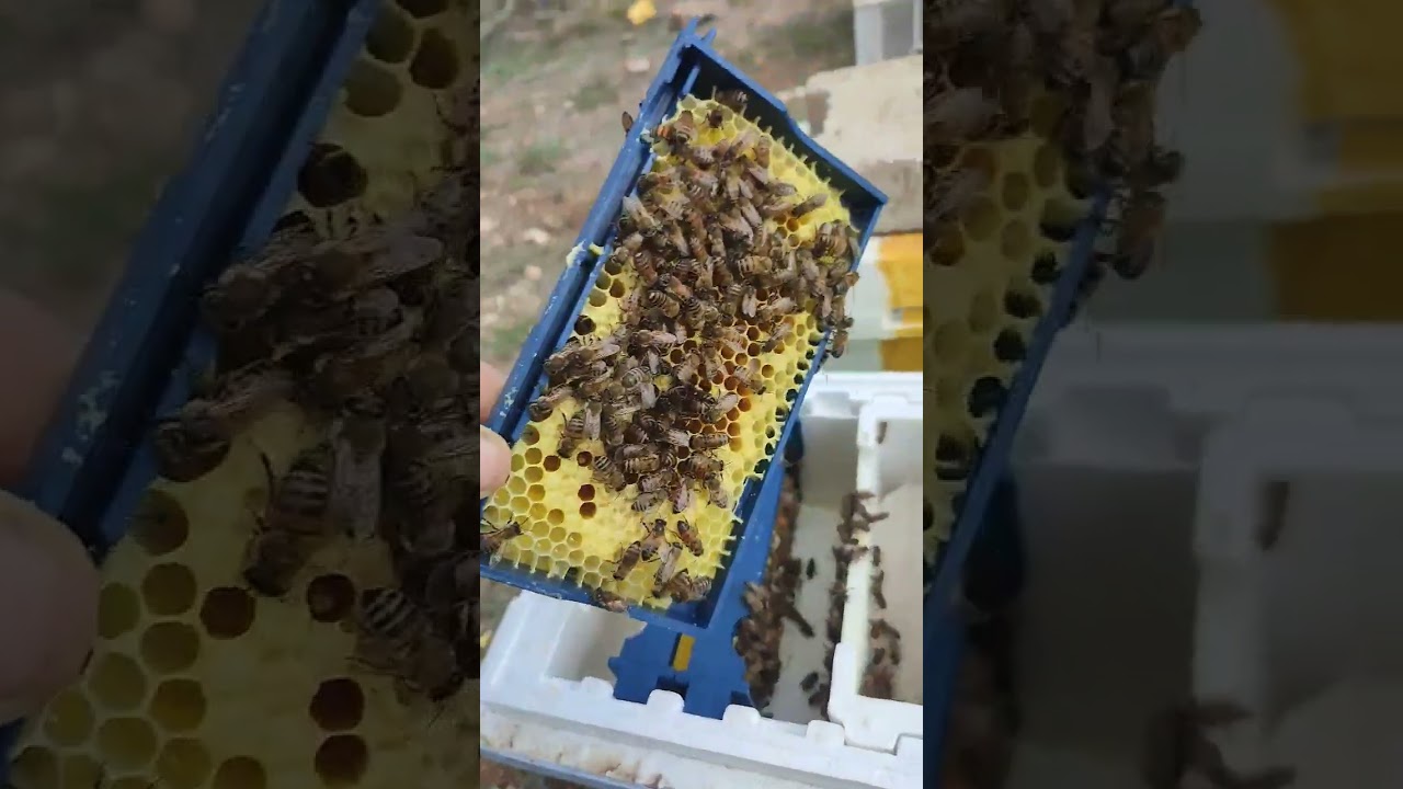 KALİTELİ ANA ARİ İCİN DEVİR DAİM YAPİYORUZ #arı #beekeeper #araneri #anaarı #bee