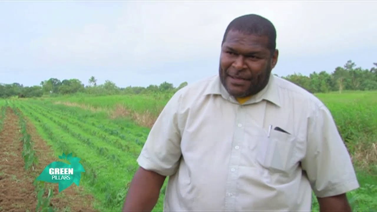 GREEN PILLARS | Season 2 | Episode 2 (Dalo Farming)