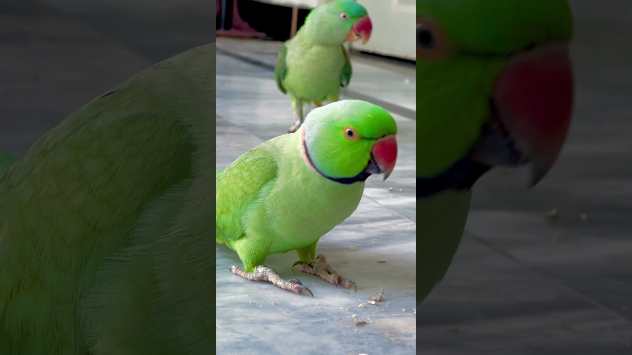 Parrot Breakfast🤣😂🍉🍉 