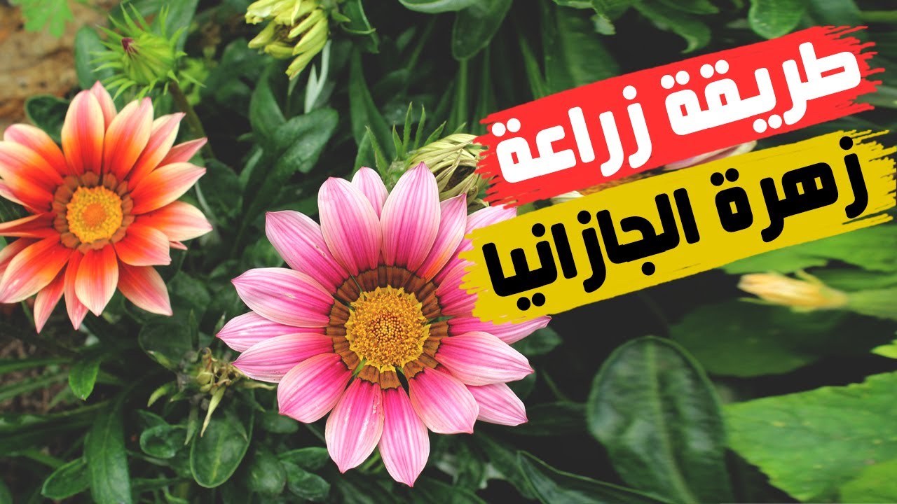 أسهل طريقة لزراعة الجازانيا