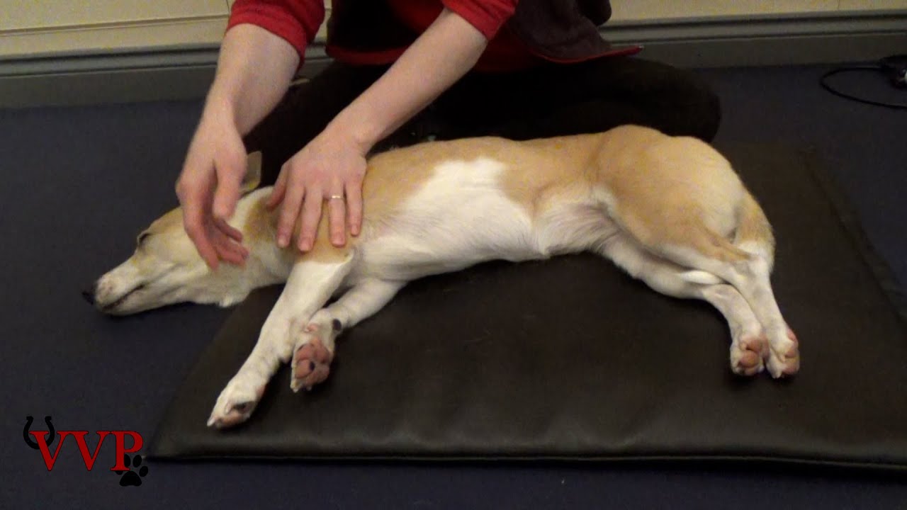Canine Massage Technique: Stroking (with lots of relaxed dogs)
