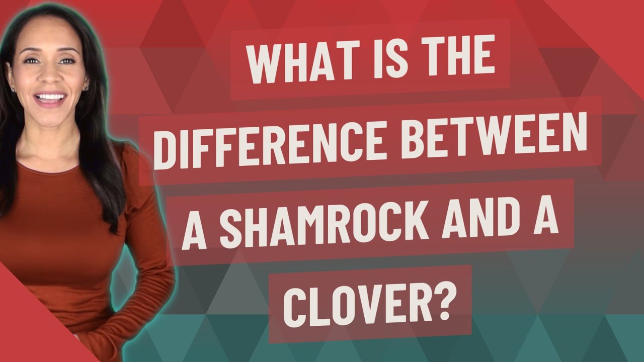 What is the difference between a shamrock and a clover?