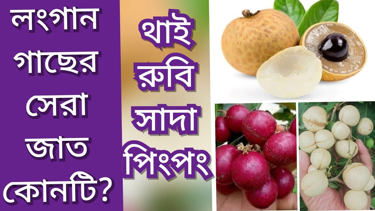 লংগান গাছের কিছু জাত পরিচিতি || Longan fruit in Bangladesh || লিচু ফল