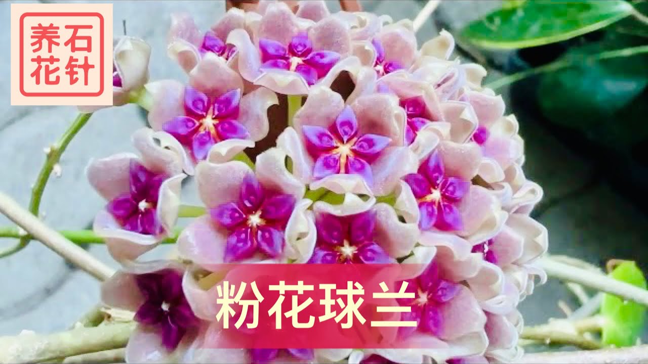球兰开花：粉花球兰 hoya aldrichii - 分享养护、促花经验