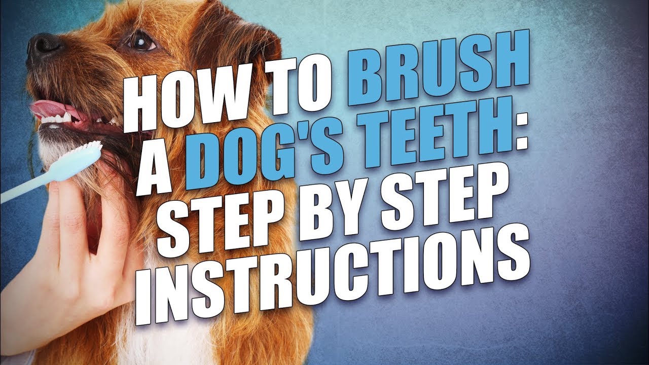 How to Brush A Dog's Teeth (Scared and Anxious Dogs)