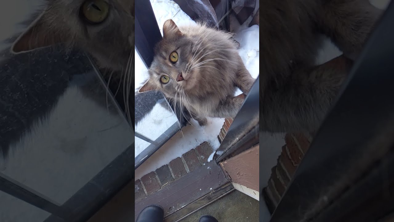 Our outdoor cat SOLARIA