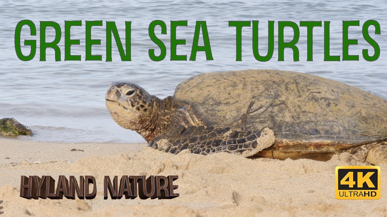 Honu - Green Sea Turtles!