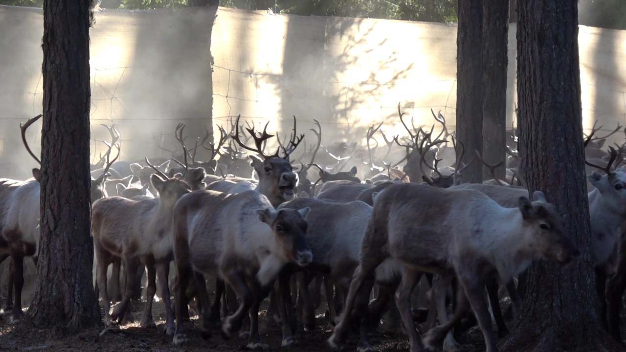 REINDEER HERDER LIFE, Moving them up on the mountains!