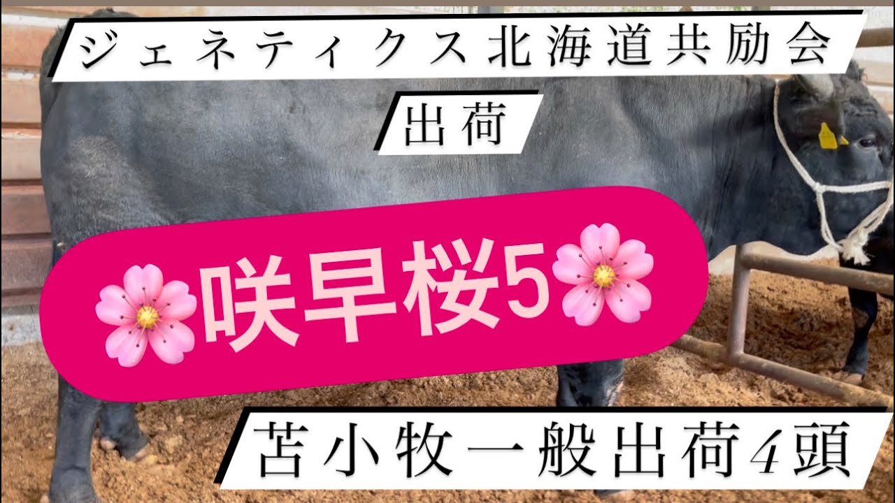【ジェネティクス北海道】苫小牧一般出荷！そしてジェネティクス北海道共励会へ咲早桜5…出陣！牛大好き株式会社ファームスズキ【なおちゃんねる】
