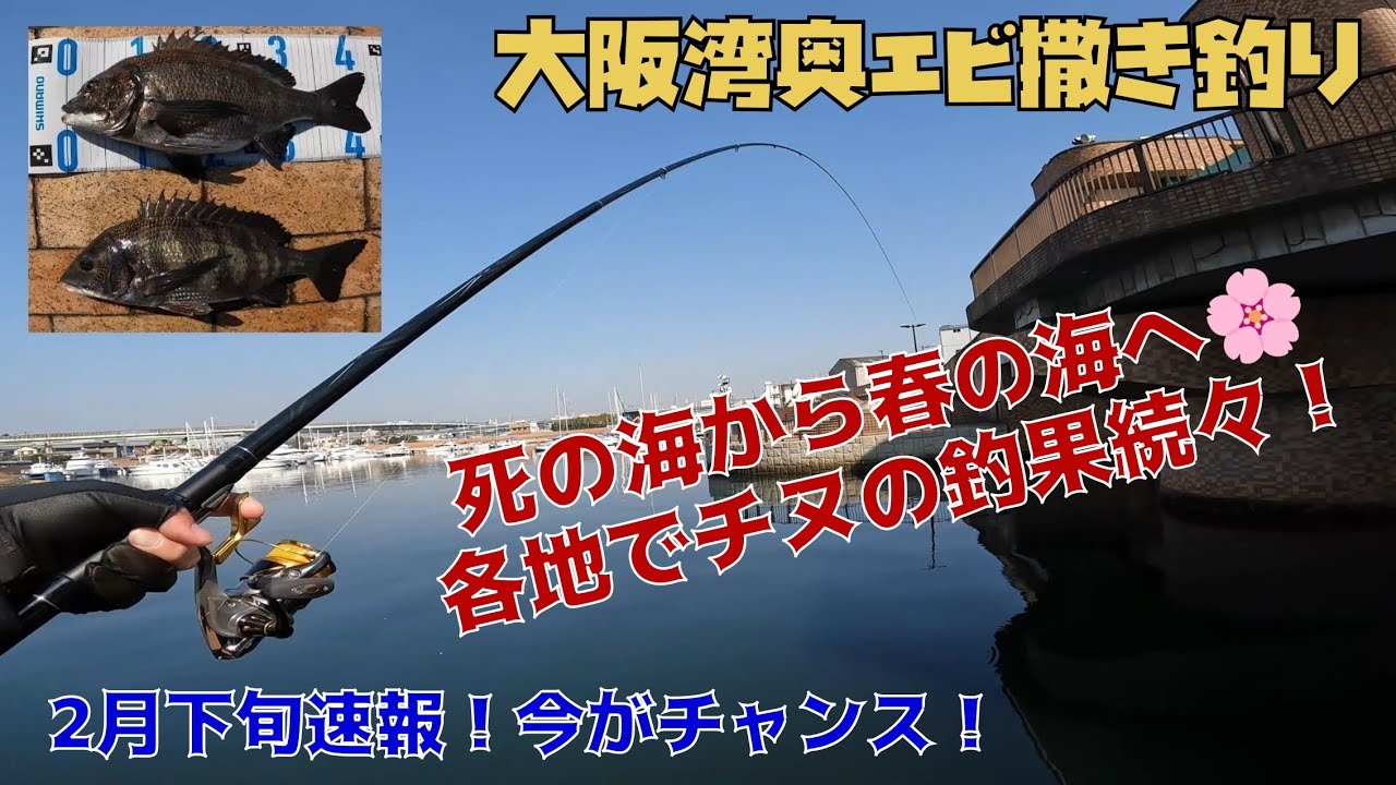 【大阪湾奥真っ黒チヌ！】チヌのリアクションバイトが面白い！（エビ撒き釣り）