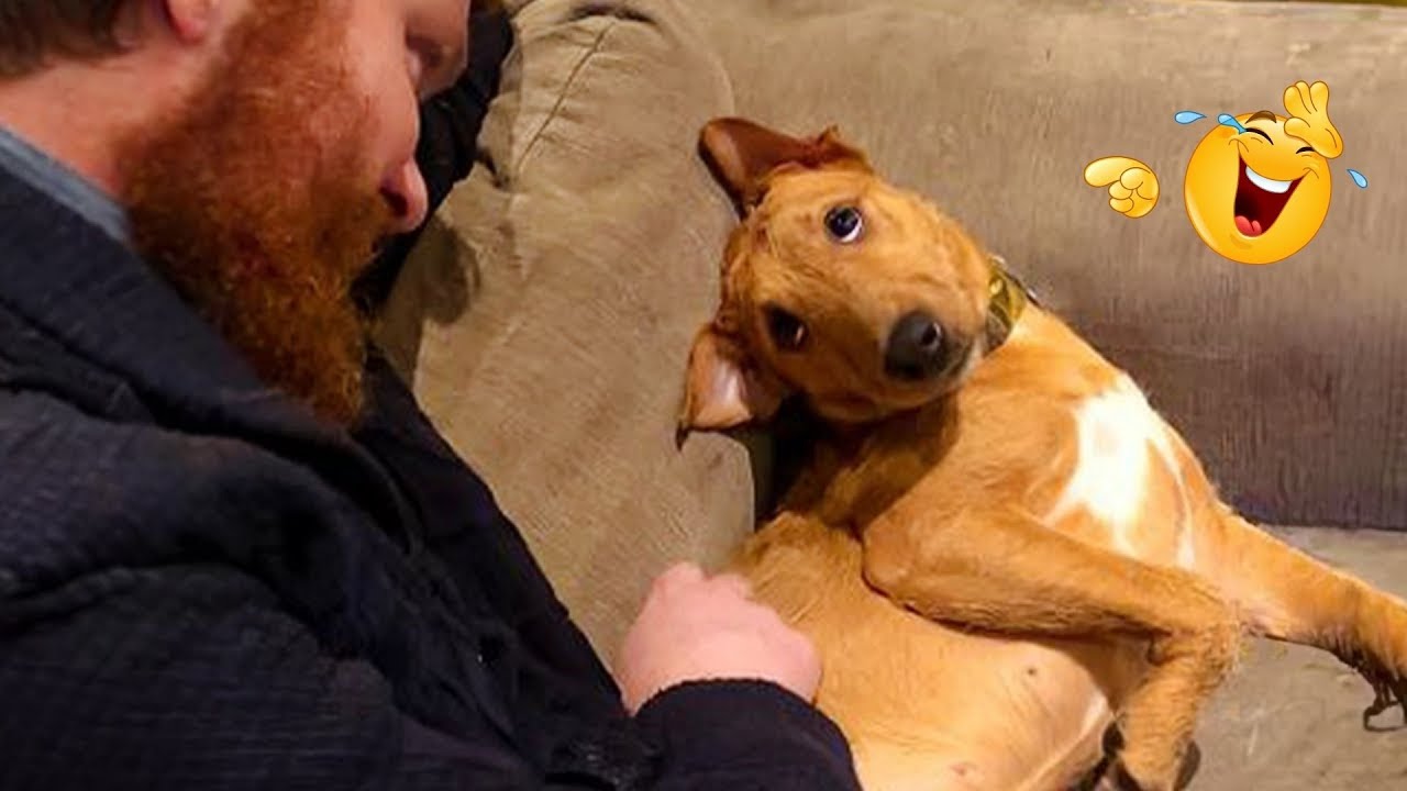 Hilarious Dogs That Will Make You Laugh Instantly 😂🐶 Funny Dog Video 2026