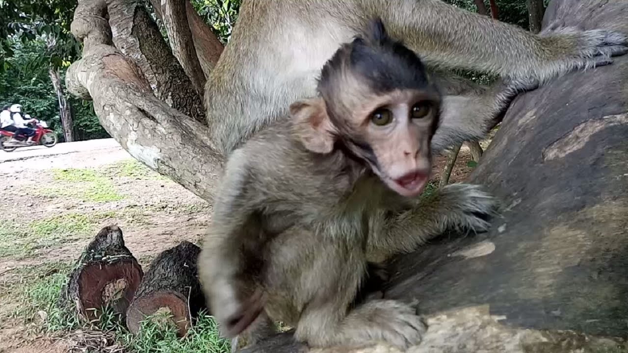 Baby Monkey Unhappy Cos Angry Mother ST699 Mono Monkey