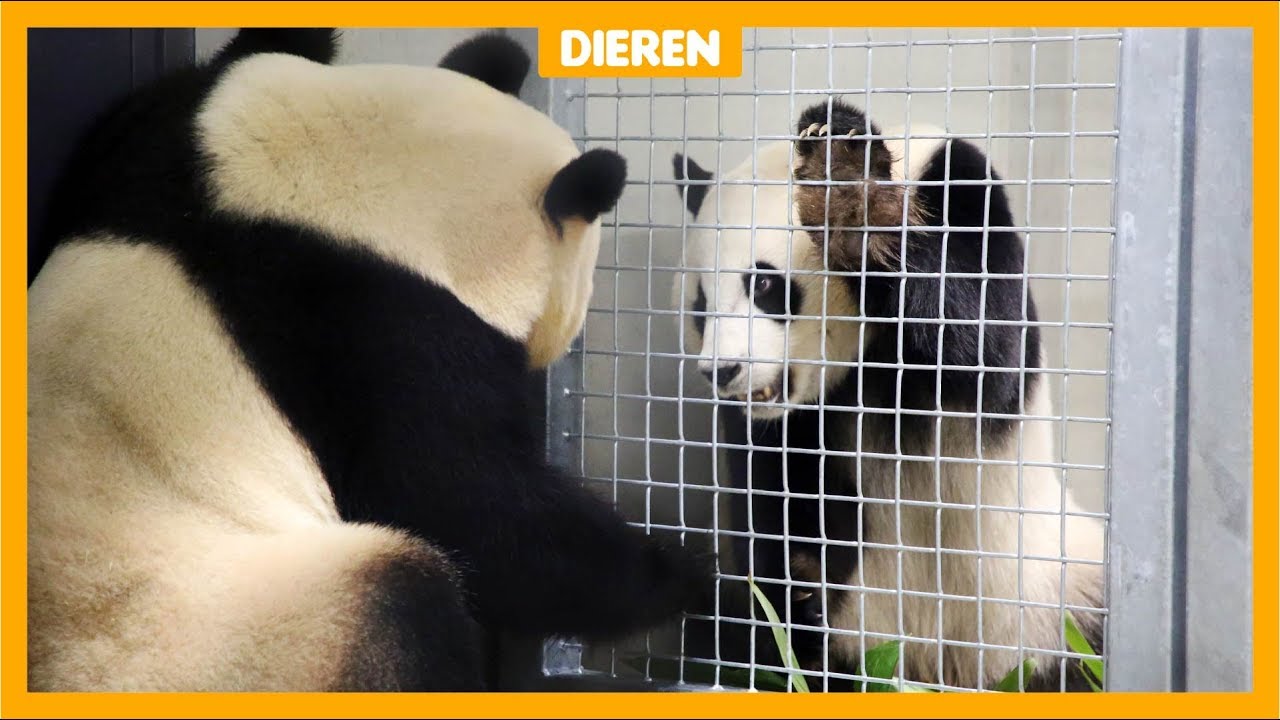 Eerste neus-aan-neus-contact voor Nederlandse panda's