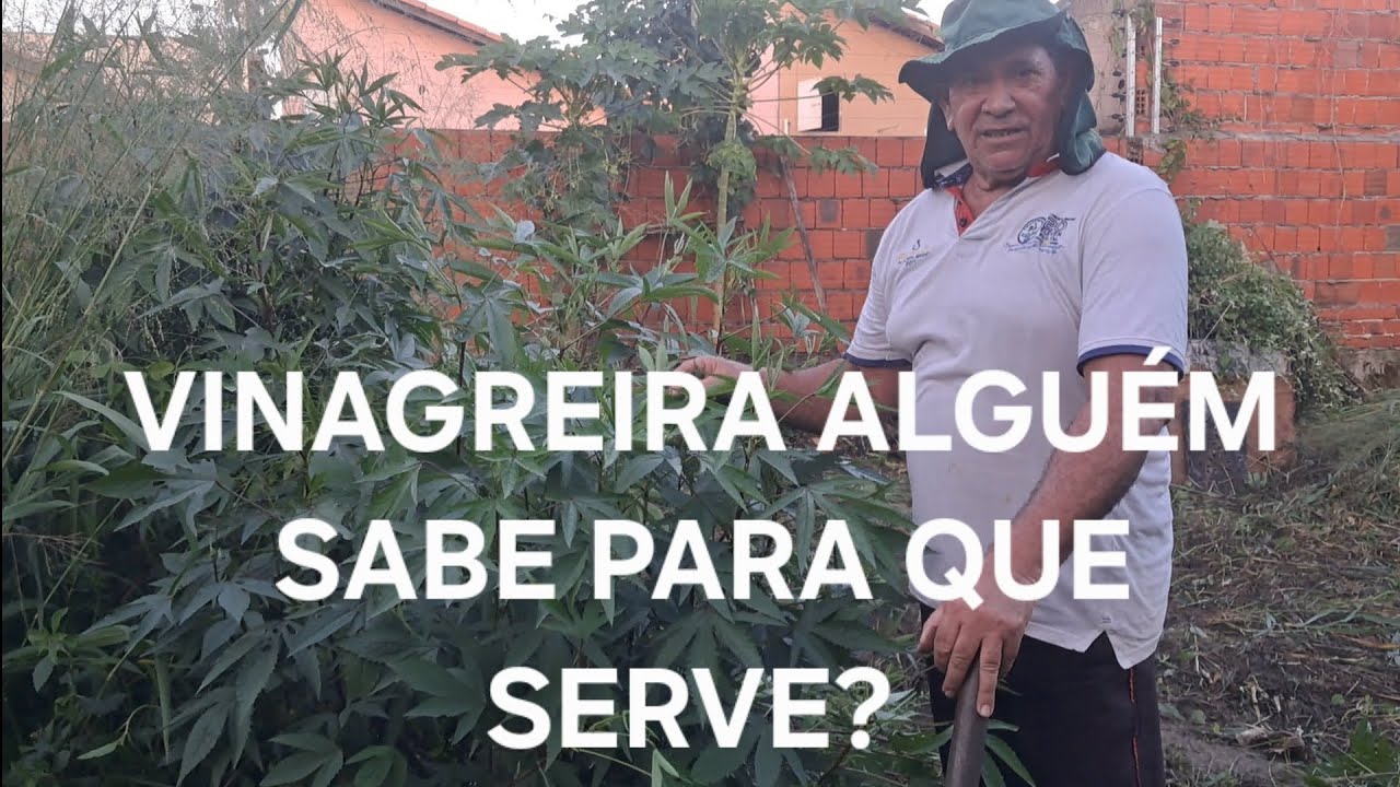 Planta vinagreira alguém sabe para que serve? #plantas # roça 
