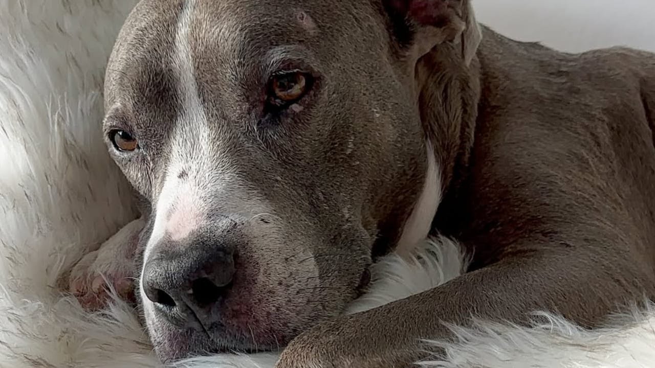 This sad dog was rescued, and now his life shines with new hope.