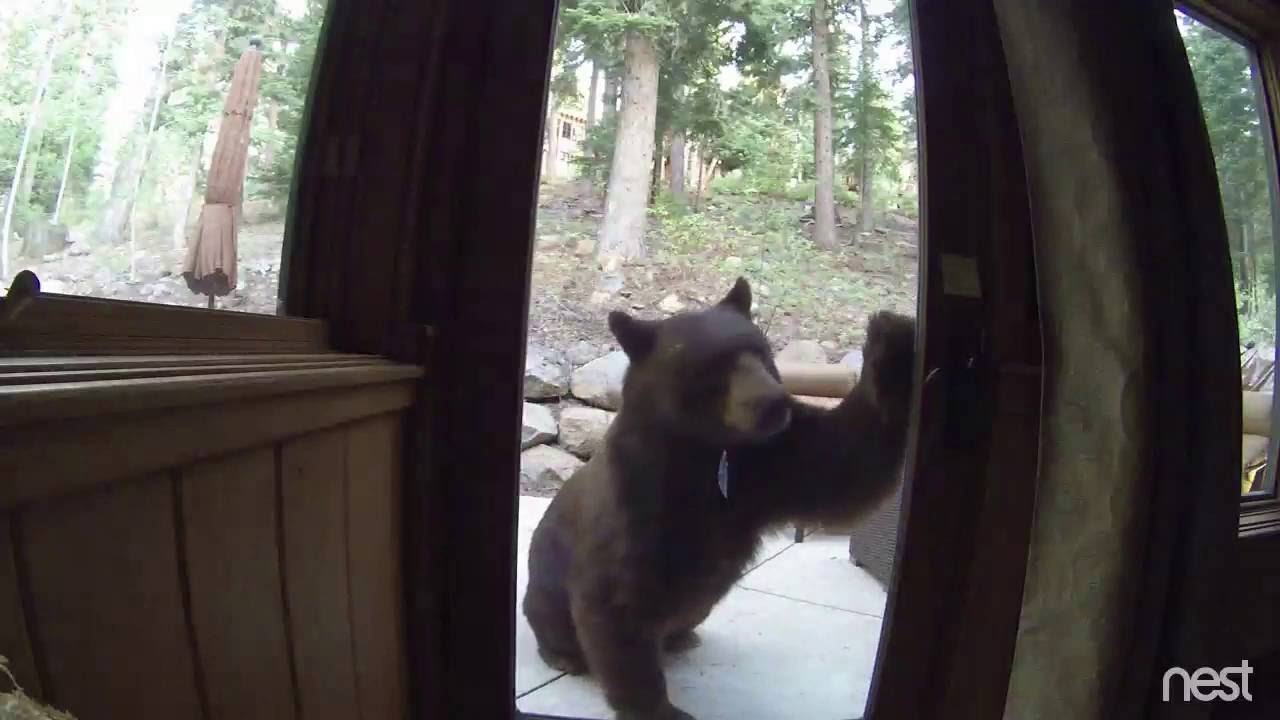 Electric Fence Shocks Bear in Lake Tahoe, CA
