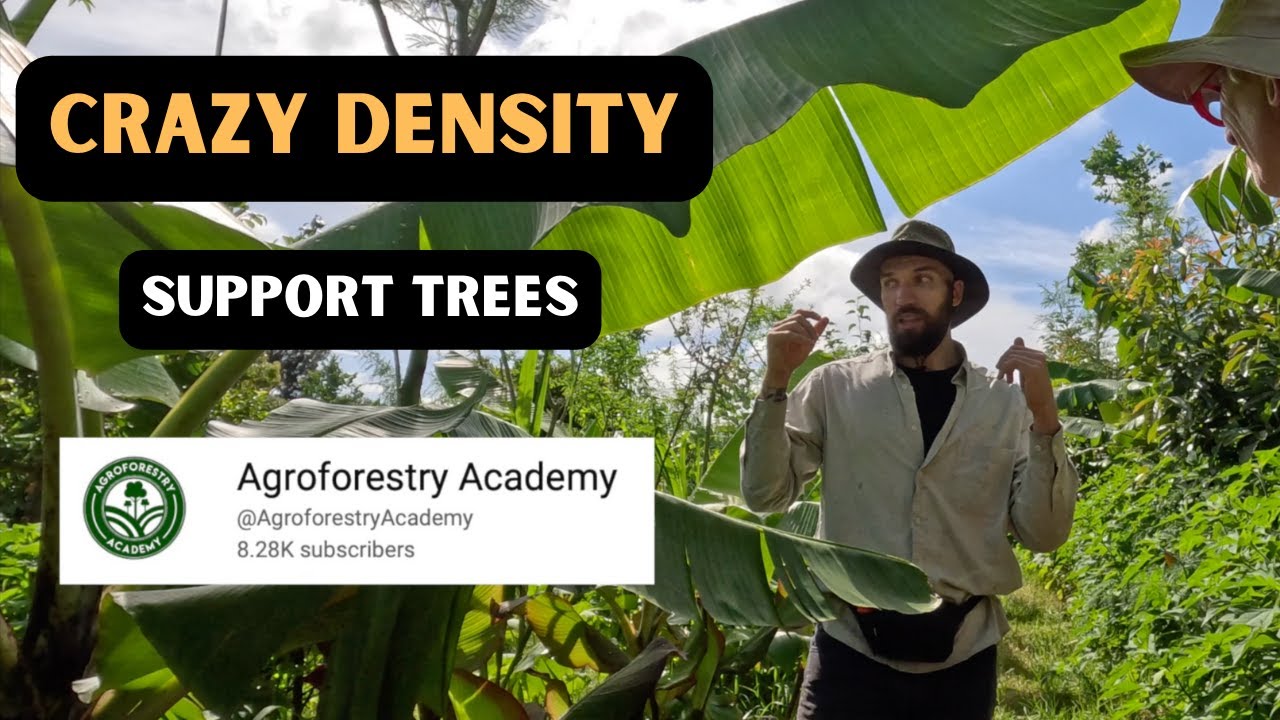2nd Syntropic Food Forest (DESIGN CHANGES)