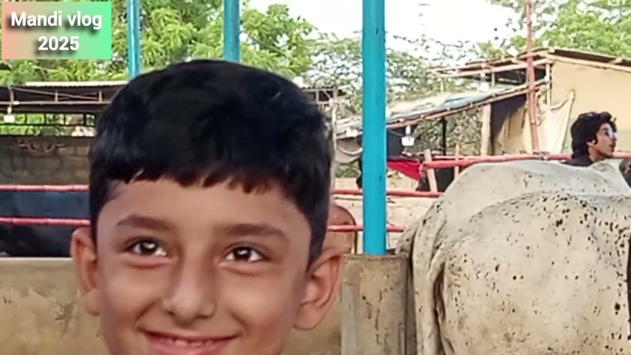 Malir Mandi Karachi Cattle Latest 11-May-2025 | cow Mandi 2025 | Bakra Eid 2025