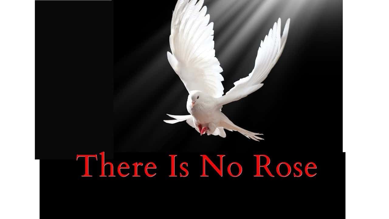 THERE IS NO ROSE (reimagined video) STROOPE