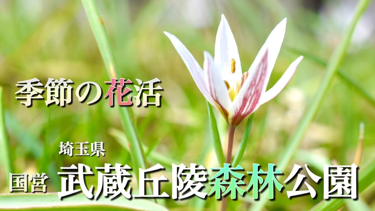 【春の花活】 3月 埼玉県/武蔵丘陵森林公園で花活をしてきました🌸 komaちゃんのホームグラウンドを案内してもらいました